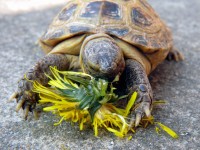 /album/tortellini/torti-17-jpg/